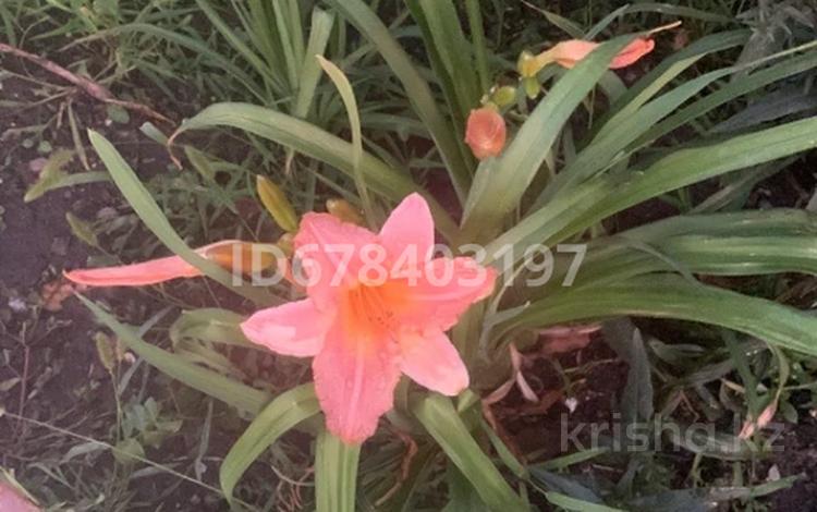 Сельское хозяйство · 560 м² за 170 млн 〒 в им. Касыма кайсеновой — фото 2