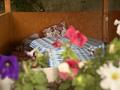 Жеке үй · 7 бөлме · 350 м², Богенбай батыра 1, бағасы: 150 000 ₸ в Бурабае — фото 49