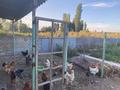 Жеке үй · 5 бөлме · 150 м² · 20 жүзд., Арна 59, бағасы: 35 млн ₸ в Гродеково — фото 25