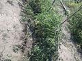 Саяжай · 1 бөлме · 15 м² · 10 жүзд., Акимовка 597, бағасы: 1.2 млн ₸ в Усть-Каменогорске — фото 20