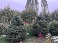 Жеке үй · 4 бөлме · 75 м² · 15 жүзд., Кызыл Кайрат Райымбека 4, бағасы: 140 млн ₸ в Алматы — фото 5