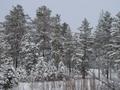 Шульбинск База Отдыха · 100000 м² за 300 млн ₸ в Семее — фото 12