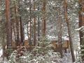 Шульбинск База Отдыха · 100000 м² за 300 млн ₸ в Семее — фото 8