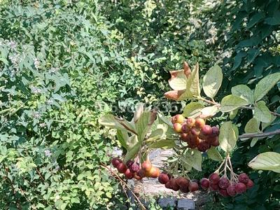 Дача · 2 комнаты · 30 м² · 8 сот., мкр Геолог, Связист 131 за 20 млн 〒 в Атырау