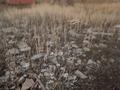 Участок · 10 соток, Колсай 60 — Мкр.1 за 10.5 млн ₸ в Жибек Жолы — фото 2