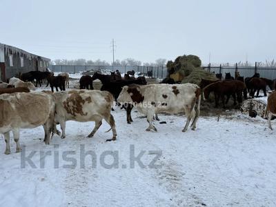 Еркін, қоймалар, ауыл шаруашылығы · 960 м², бағасы: 75 млн ₸ в Подстепном