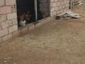 Жеке үй · 4 бөлме · 150 м² · 1000 жүзд., Шеркала 4 коше 17уй — Батыр ауылында шеркала 4 коше 17 уйсатылады., бағасы: 24 млн ₸ — фото 5