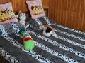 Отдельный дом · 5 комнат · 200 м² · 20 сот., База отдыха радуга — 27 км урицкой трассы за 90 млн ₸ в Костанае — фото 5