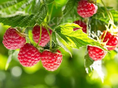 Дача · 1 комната · 18 м² · 6 сот., Малиновая за 700 000 〒 в Павлодаре