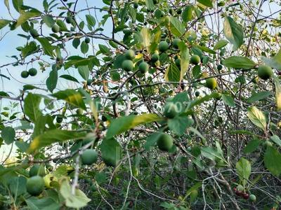 Дача · 2 комнаты · 20 м² · 12 сот., С/к Спартак Бау-бакша — Батыс 2 за автоцоном за 5.5 млн 〒 в Актобе