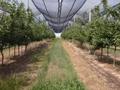 Яблоневый сад, 100000 м² за 220 млн 〒 в Шубарсу — фото 7