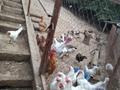Еркін, кеңселер, қоймалар, ауыл шаруашылығы · 90 м², бағасы: 130 млн ₸ в  — фото 34