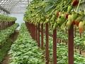 Сельское хозяйство · 20000 м² за 190 млн ₸ в Шымкенте, Енбекшинский р-н — фото 10