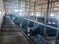 Сельское хозяйство • 550 м² за 80 млн 〒 в Шымкенте, Каратауский р-н