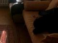 1-бөлмелі пәтер · 43 м² · 1/9 қабат, Кизатова — Жукова, бағасы: 120 000 ₸ в Петропавловске — фото 23