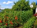 Часть дома · 3 комнаты · 58.2 м² · 20 сот., Бокенбай батыра 206 за 8 млн ₸ в Мартуке — фото 10