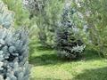 Дача · 3 комнаты · 180 м², жилой массив Кайнар Булак, Заводская 339 за 70 000 ₸ в Шымкенте, Абайский р-н — фото 5