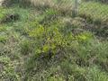 Часть дома · 2 комнаты · 36 м² · 10 сот., Новая 4 за 4 млн ₸ в Кокпекты — фото 12