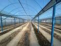 Теплица · 1000 м², бағасы: 56 млн ₸ в Талдыкоргане