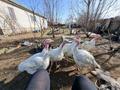 Отдельный дом · 3 комнаты · 156.1 м² · 9 сот., Нуржанова за 40 млн ₸ в Павлодаре — фото 6