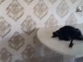 Отдельный дом · 4 комнаты · 180 м² · 8 сот., Карасай — Көкөзек ауылы ,Еркіндік 40 за 190 000 ₸ в Алматинской обл. — фото 5