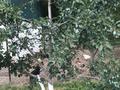 Жеке үй · 2 бөлме · 100 м² · 18 жүзд., Демисинова 105а, бағасы: 30 млн ₸ в Турген — фото 8