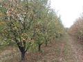 Участок 288 соток, Абдыгулова вишневая 77 за 250 млн 〒 в Бельбулаке (Мичурино) — фото 3