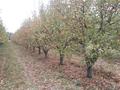 Участок 288 соток, Абдыгулова вишневая 77 за 250 млн 〒 в Бельбулаке (Мичурино) — фото 4