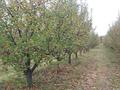 Участок 288 соток, Абдыгулова вишневая 77 за 250 млн 〒 в Бельбулаке (Мичурино) — фото 5
