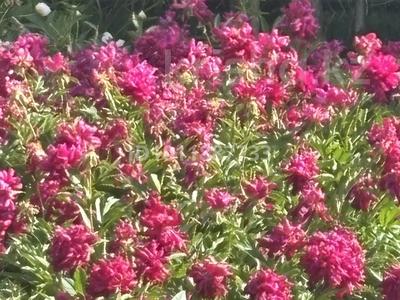 Дача · 2 комнаты · 60 м² · 7 сот., ул. Ардагер 7 за 10 млн ₸ в Уральске, мкр Школьник