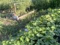 Дача · 2 комнаты · 30.2 м² · 6 сот., Пятая 162 — Самсоновка ,с/оДомостроитель за 5 млн ₸ в Усть-Каменогорске — фото 12