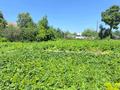 Участок · 7 соток, Смородиновая — СПП Металург за 550 000 ₸ в Темиртау — фото 10
