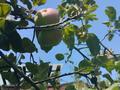 Жеке үй · 4 бөлме · 134 м² · 8 жүзд., Тау Самал ш/а. 16 — СНТ ул. Здоровье 16, бағасы: 68 млн ₸ в Алматы, Медеуский р-н — фото 23