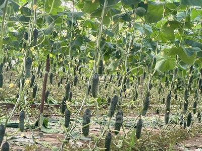 Улытау флора теплица · 2000 м² за 150 млн 〒 в Жезказгане