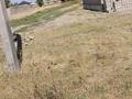 Отдельный дом · 2 комнаты · 50 м² · 6 сот., Береке 13 за 10 млн ₸ в Шайкорык — фото 3