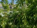 1-комнатная квартира · 35 м² · 5/5 этаж, Ришата и Муслима Абдуллиных 45 за 350 000 ₸ в Алматы, Медеуский р-н — фото 14