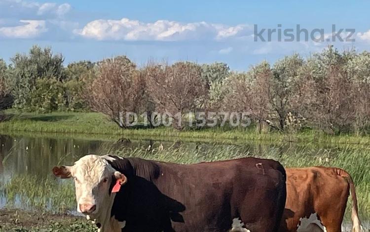 Участок · 1458 га, Теректы за 12 млн 〒 — фото 2