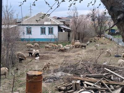 Участок · 6 соток, Жамбыл 140 — Рядом с Бесконыс магазин за 5.5 млн 〒 в Узынагаш