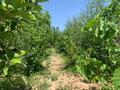 Сельское хозяйство • 5000 м² за 500 млн 〒 в Боралдай — фото 11