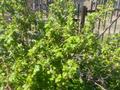 Дача · 1 комната · 9.8 м² · 6 сот., Садоводство "Здоровье" за 600 000 ₸ в Павлодаре — фото 5