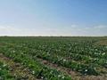 Сельское хозяйство • 242 м² за 350 млн 〒 в Астане — фото 3