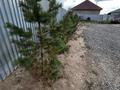 Отдельный дом · 3 комнаты · 100 м² · 6.42 сот., Ишимская 48 — ТОЛЬКО НАЛИЧКА за 35 млн ₸ в Косшы — фото 4