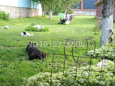 Возьму в аренду дачу, Алматы