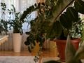 Отдельный дом · 10 комнат · 950 м² · 18 сот., Дарын 44 за 5 млн ₸ в Алматы — фото 30