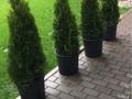 Жеке үй · 10 бөлме · 460 м² · 6 жүзд., Туркебаева 200 — Шакарима, бағасы: 650 млн ₸ в Алматы, Алмалинский р-н — фото 18