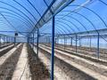 Теплица · 1000 м² за 48 млн ₸ в Талдыкоргане — фото 7