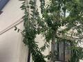 Жеке үй · 5 бөлме · 168 м² · 6 сот., мкр Боралдай (Бурундай) 9 — Ул.Балты сейдалиева, бағасы: 55 млн ₸ в Алматы, Алатауский р-н — фото 32