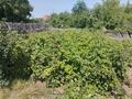 Часть дома · 1 комната · 15 м² · 6 сот., Ул.Виноградная 12 — Зеленстрой за 2 млн ₸ в Павлодаре — фото 3