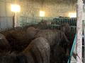 Сельское хозяйство · 1400 м² за 170 млн ₸ в Кабанбае Батыра — фото 3