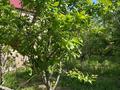 Отдельный дом · 4 комнаты · 150 м² · 8 сот., мкр Достык , ӘЛДИАНА 162 за 38 млн ₸ в Шымкенте, Абайский р-н — фото 6